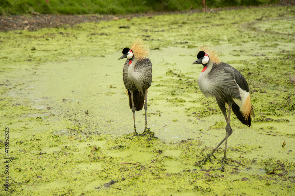 Obraz premium Bird with a red, black and white head Stand on the mossy green ground near the river in the rain. waiting for food in forest.
