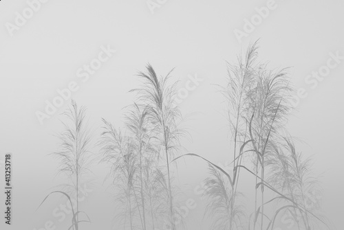 Fototapeta Naklejka Na Ścianę i Meble -  Soft and blurred grass flowers in aesthetic nature of early morning misty sky background. Quiet and calm image in minimal zen mood. 