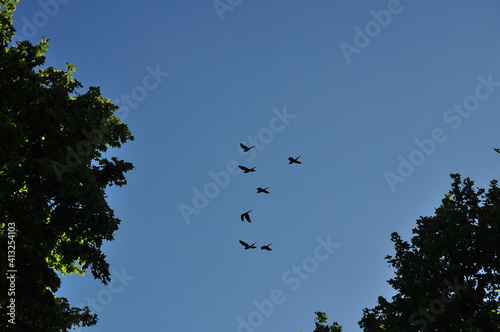 Aves
