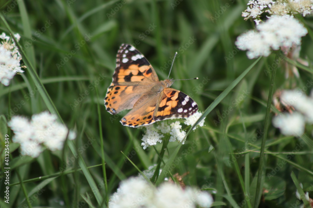 Obraz premium butterfly on flower