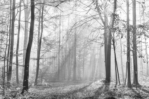 Fototapeta Naklejka Na Ścianę i Meble -  Forest of Beech Trees in Autumn, Sunbeams shining through Fog, Black and White, Hainich National Park, Germany