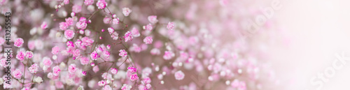 Nature of flower in garden using as cover page background natural flora wallpaper or template brochure landing page design