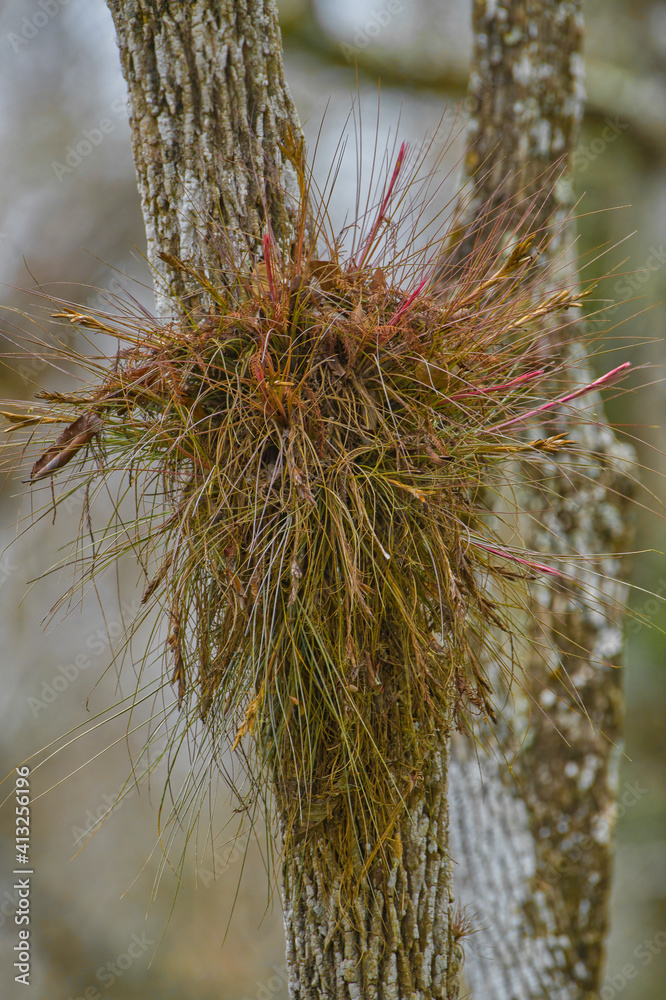 Wild Tillandsia bartramii, aka Bartram's airplant, is a species of flowering air plant in the bromeliad family. Dixie county, Florida. Tillandsias are low-maintenance plants that require no soil Wild Tillandsia bartramii, aka Bartram's airplant, is a species of flowering air plant in the bromeliad family. Dixie county, Florida. Tillandsias are low-maintenance plants that require no soil