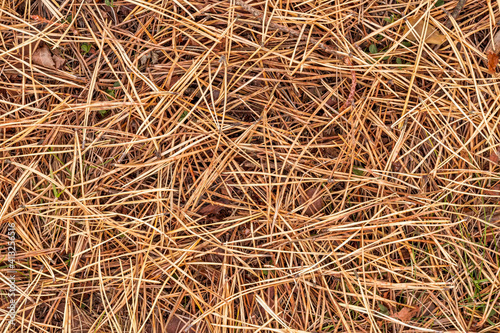 Photography fall brown lying pine needles season background, autumn nature texture of a grou