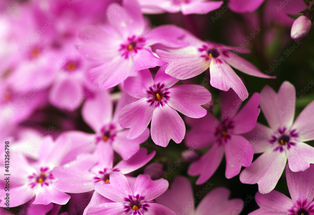 Pink flowers in the early spring