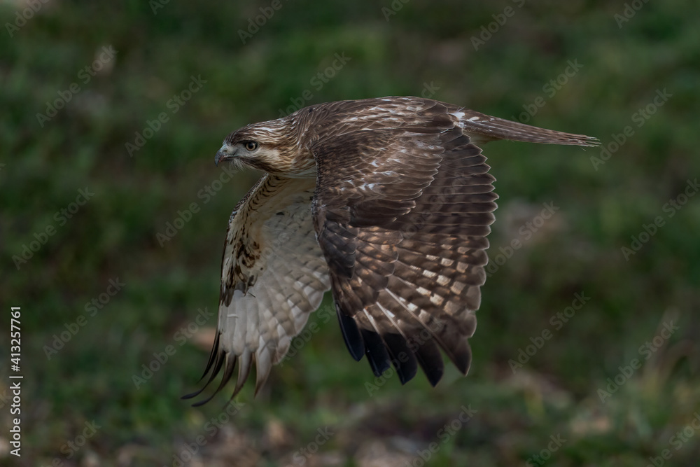 Fototapeta premium ノスリの飛翔