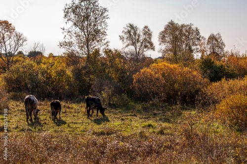 The cows are pasturing in the meadow of gold color. Early autumn  © Oksana