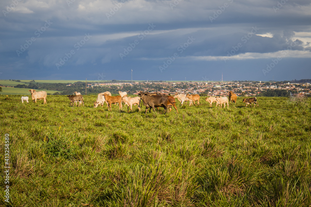 Flock of cattle grazing on a farm in the interior of Brazil in late afternoon and sky with heavy clouds