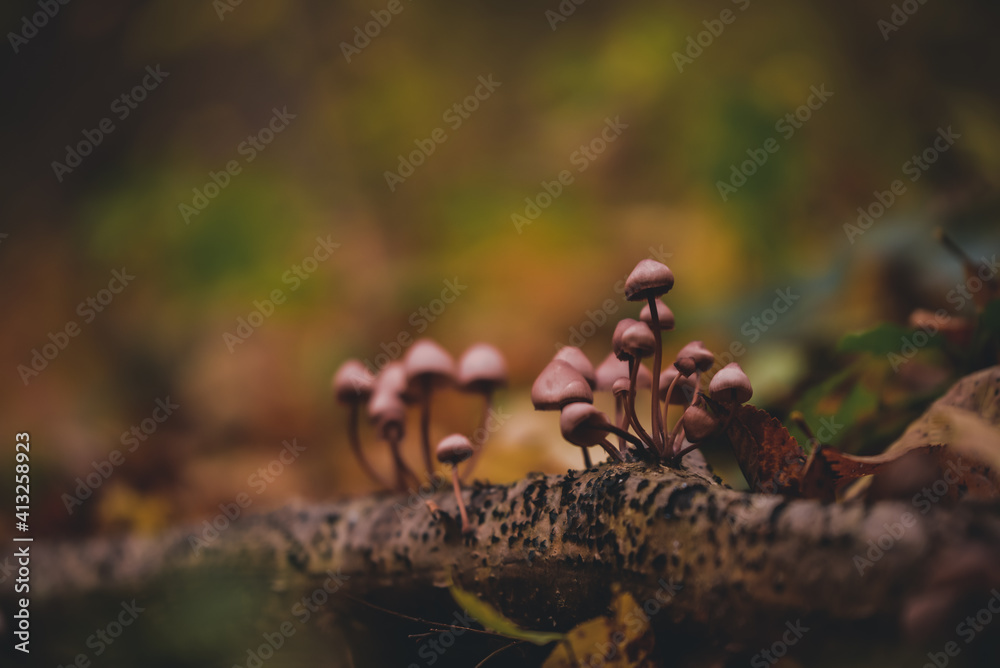 group of small mushrooms in the forest during fall season group of small mushrooms in the forest during fall season