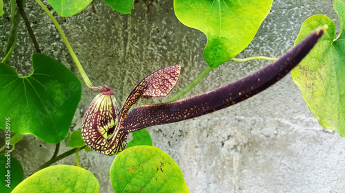 close-up pelican flower aristolochia ringens, aristolochiaceae photo