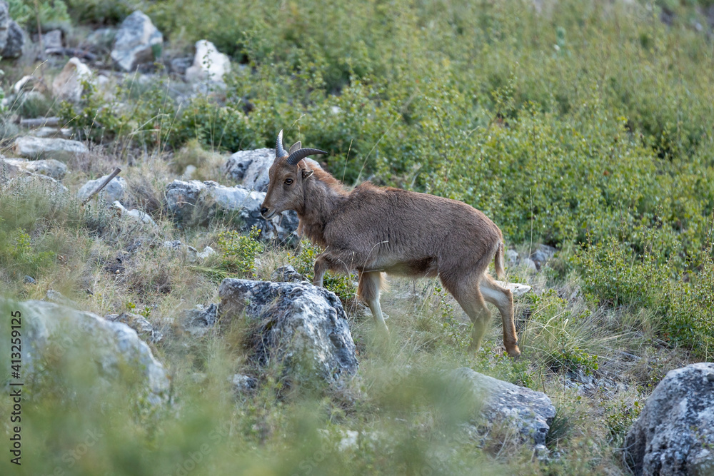 mountain animal, mountain goats running down the mountain mountain animal, mountain goats running down the mountain