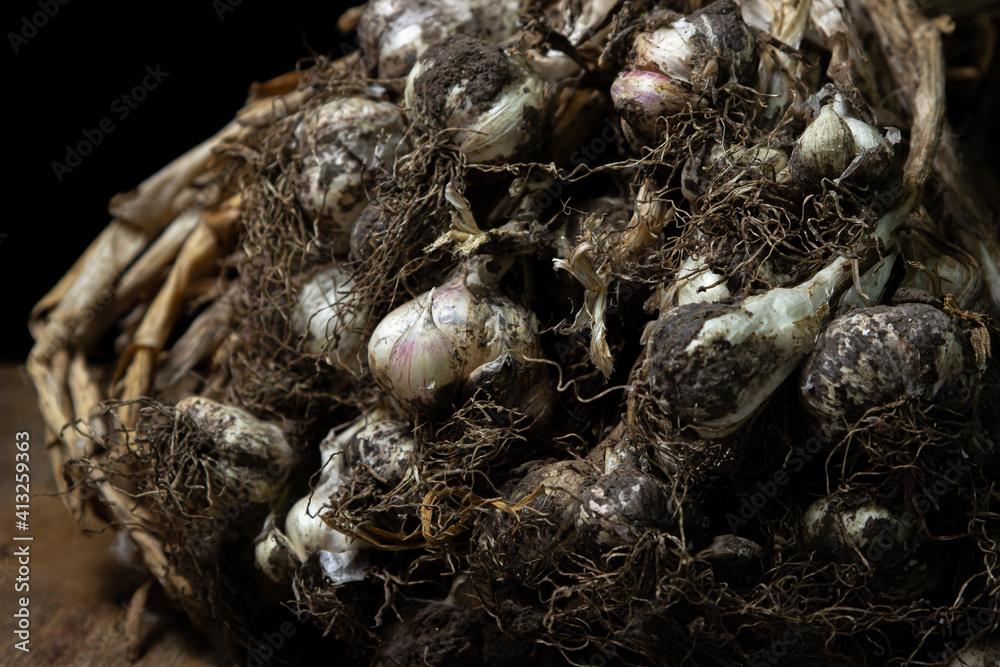 Garlic on a black background. A bunch of dried garlic with pieces of earth. Healthy vegetables Garlic on a black background. A bunch of dried garlic with pieces of earth. Healthy vegetables