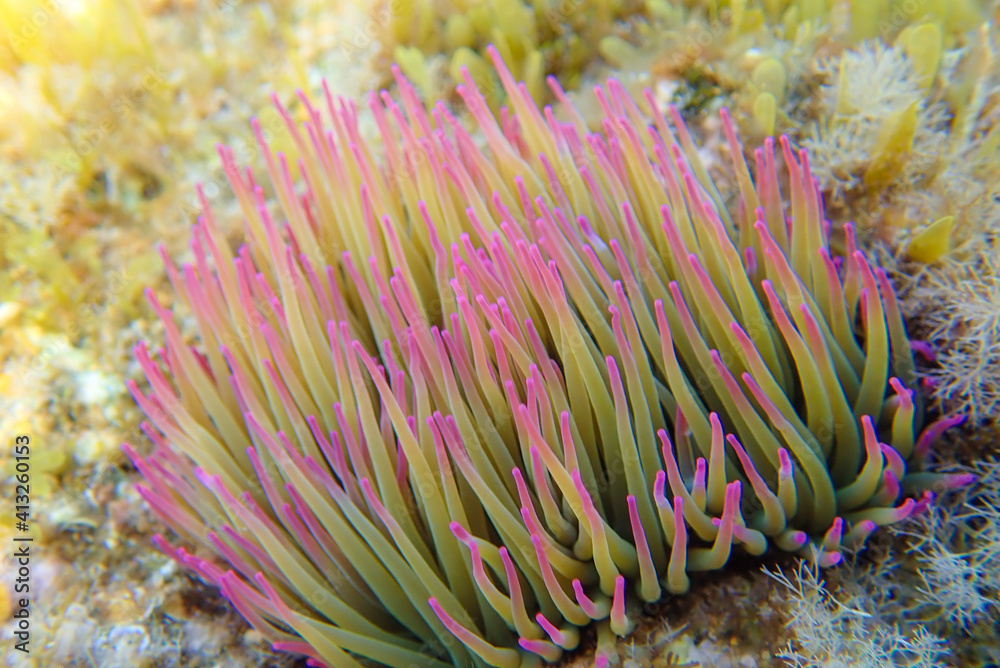 Purple and yellow underwater grass, Beautiful Underwater Seaweed