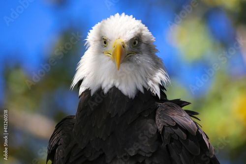 Bald eagle portrait horizontal looking straight into the camera with trees in the background © Steve
