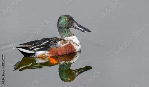 male northern shoveler drake (Spatula clypeata) looking at camera, orange eye, green head, brown chest, orange foot showing, swimming in clear, flat, smooth water.  exceptional detail when zoomed in  photo