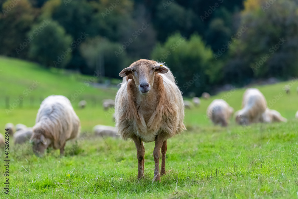 Obraz premium One sheep in a field