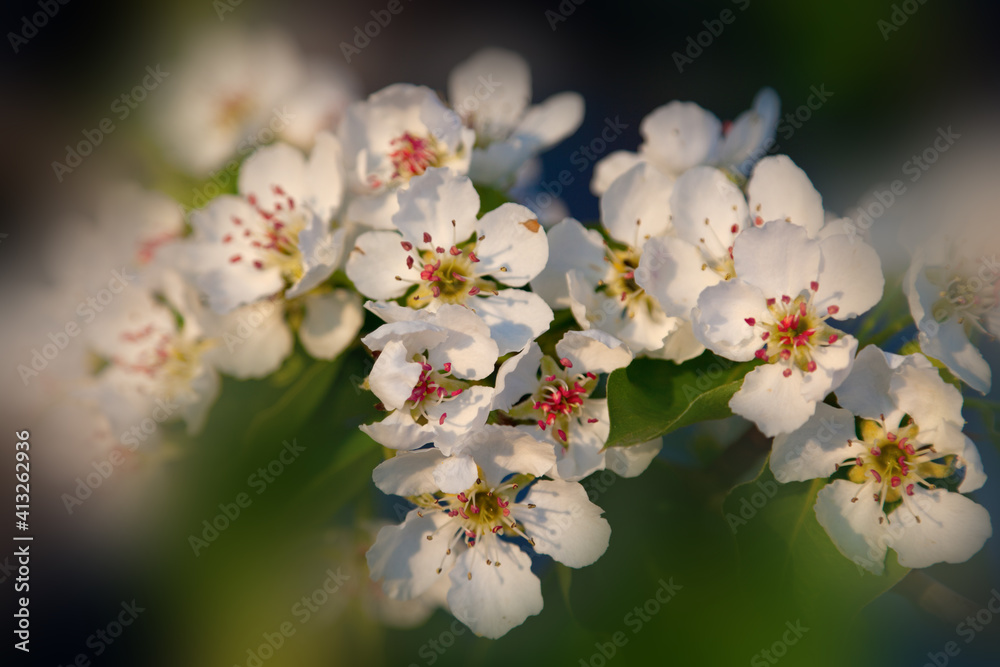 Blooming tree branch on the blurred background. Blooming tree branch on the blurred background.