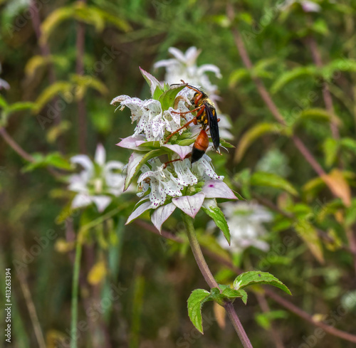 black and red mason wasp, aka red-marked Pachodynerus (Pachodynerus erynnis) on dotted horsemint, aka spotted bee balm (Monarda punctata) photo