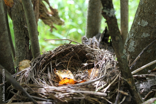 empty nest with leaves