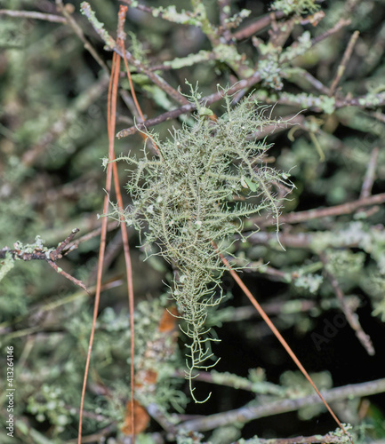 Usnea barbata ,old man's beard, or beard lichen growing naturally on turkey oak tree in Florida, natural antiobiotic photo