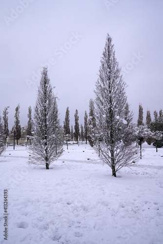 bare trees in a winter park 