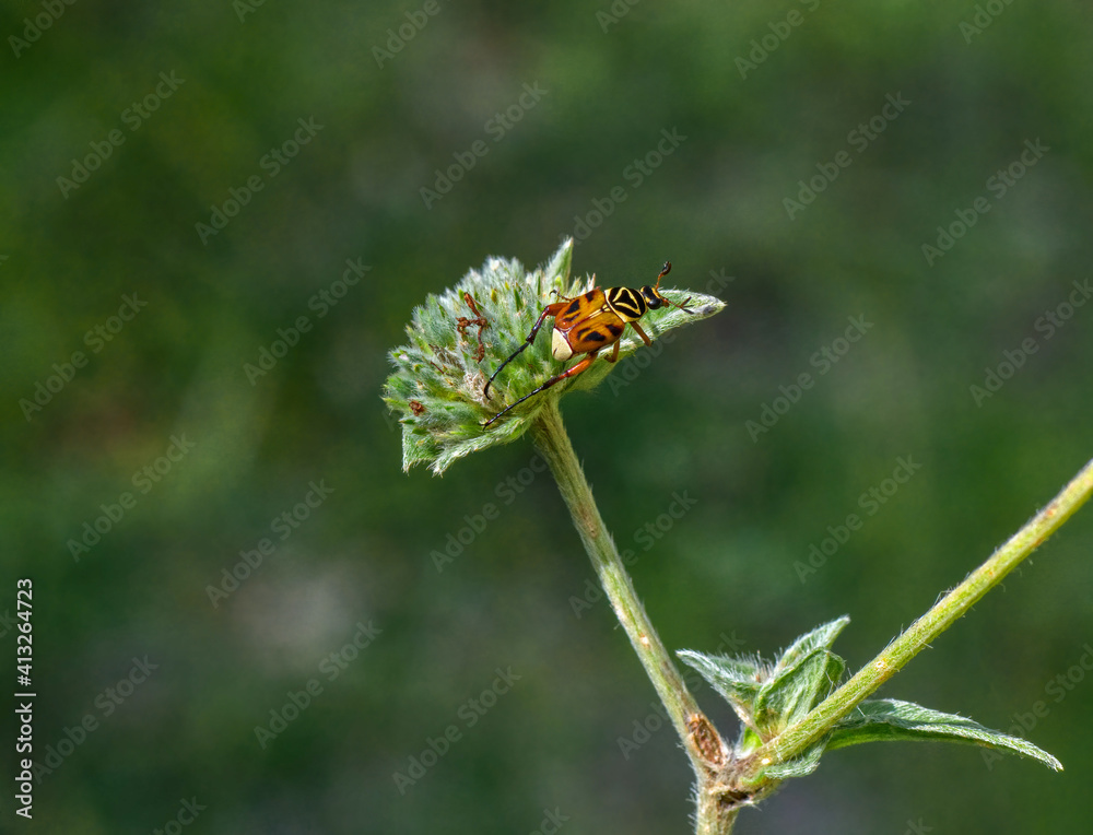 Scarab beetle on tall elephants foot flower Scarab beetle on tall elephants foot flower