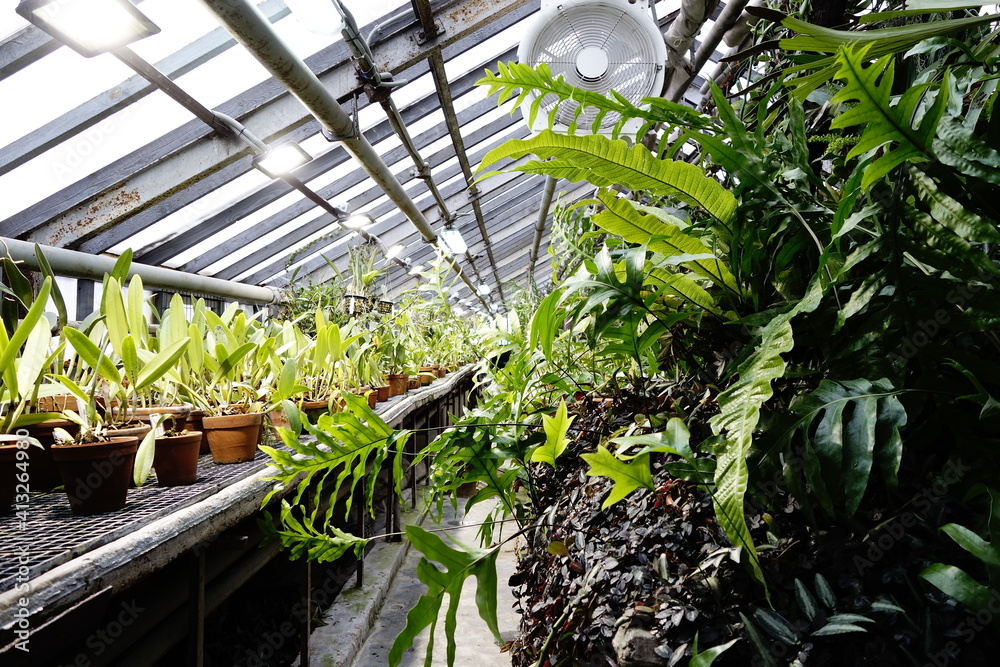 Interior of an orangery for tropical plants in winter time