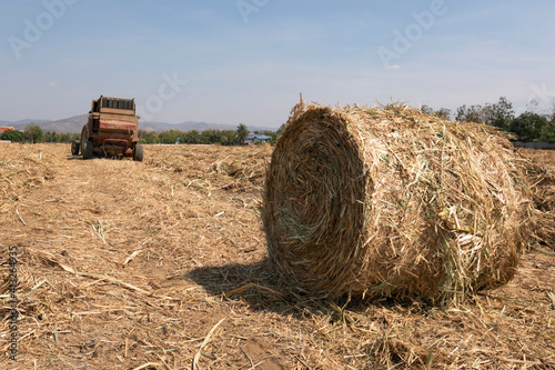 big round straw baling machines working on sugarcane farm