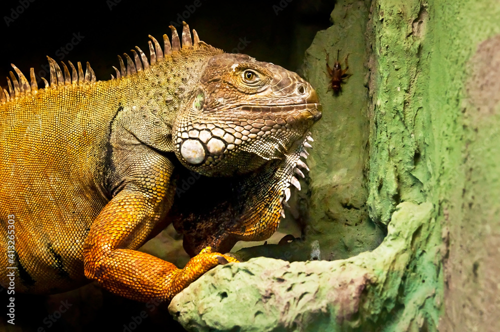 Reptile_8 Reptile_8