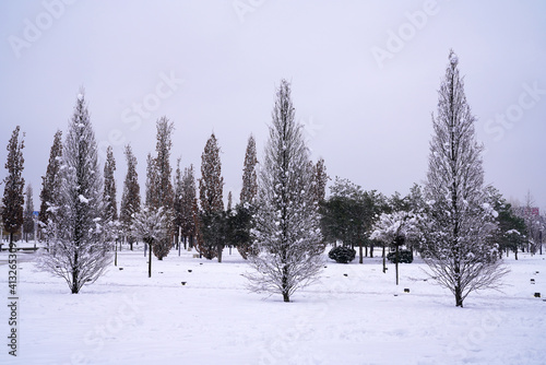 bare trees in a winter park 