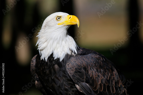 Bald eagle closeup