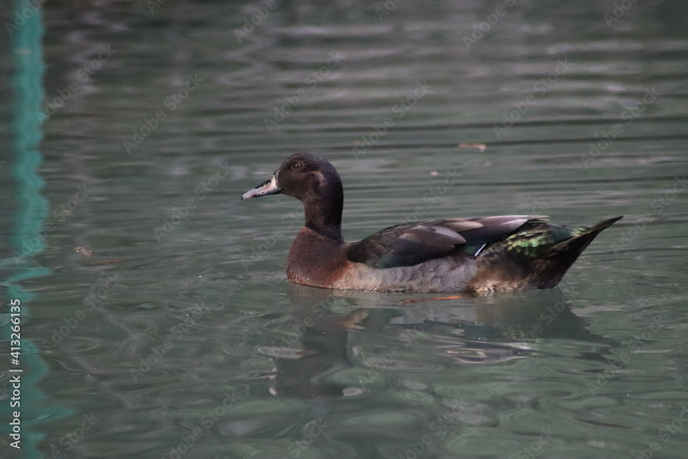 duck and ducklings duck and ducklings