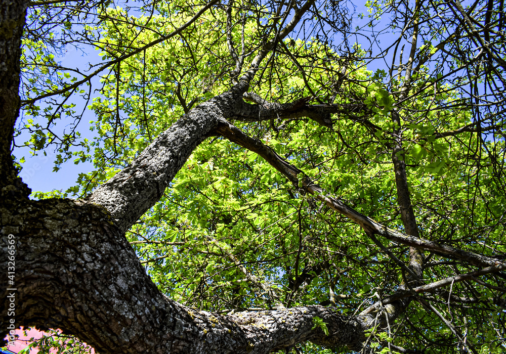 Fototapeta premium Rama de árbol con hojas verdes.