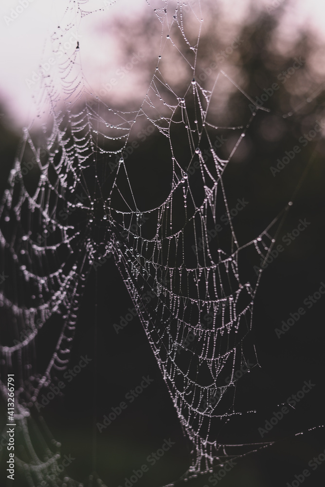spider web adorned with drops of water in spring season at sunrise
