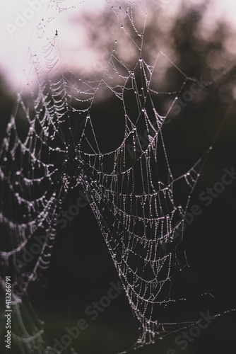 spider web adorned with drops of water in spring season at sunrise