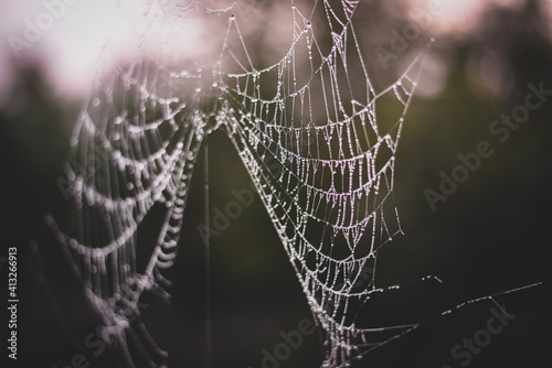 spider web adorned with drops of water in spring season at sunrise © badescu