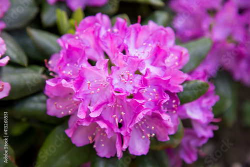 Rhododendron Roseum Elegans