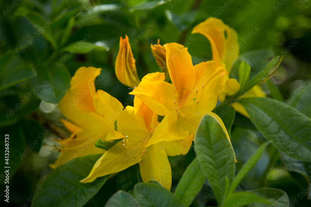 Common yellow azalea - Rhododendron luteum Common yellow azalea - Rhododendron luteum
