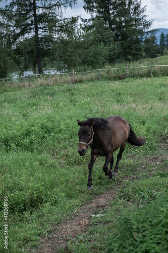 Bieg konia w stadninie 