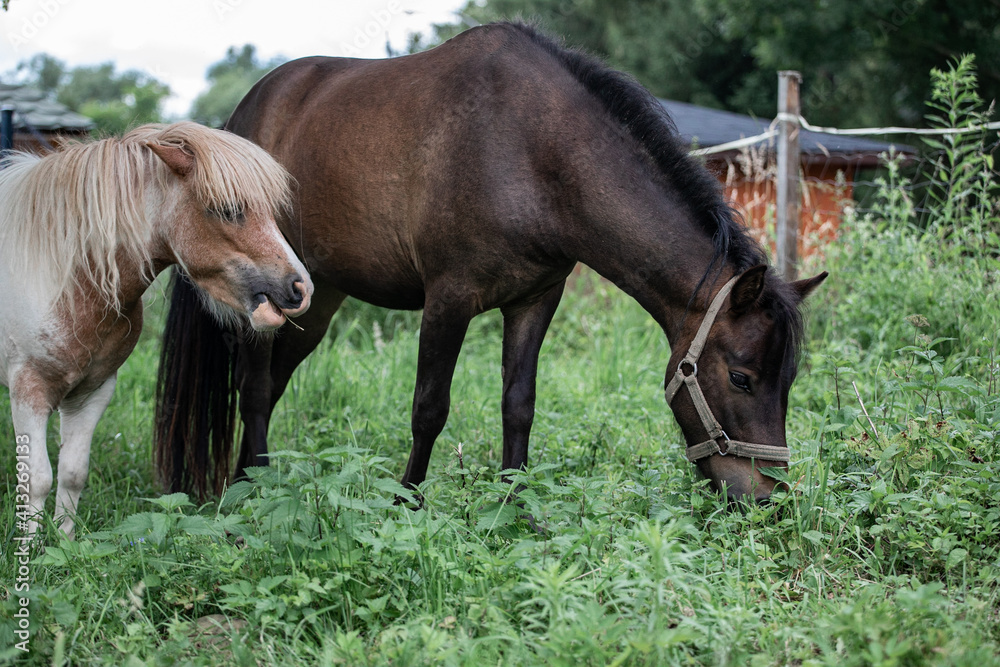 Fototapeta premium Konik i kucyk w stadninie 