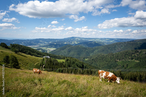 Black Forest Cows on the Hinterwaldkopf with beautiful view towards the Dreisamtal © dennis_krumm_