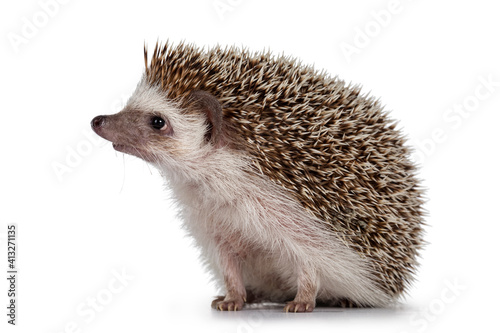 Adult male Four toed Hedgehog aka Atelerix albiventris. Sitting side ways, looking curiously up. Isolated on a white background.