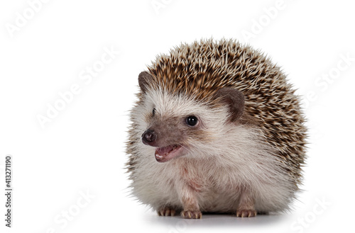 Adult male Four toed Hedgehog aka Atelerix albiventris. Sitting facing front, mouth open. Isolated on a white background.