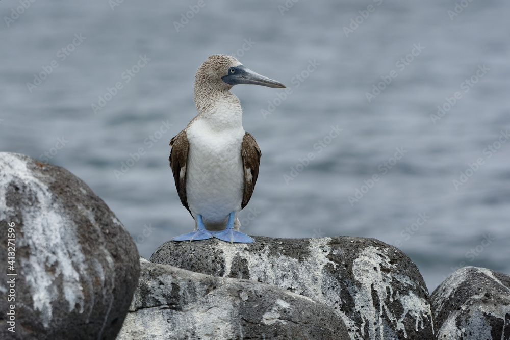 Blue-footed booby (Sula nebouxii) in Galapagos Islands, ECuador Blue-footed booby (Sula nebouxii) in Galapagos Islands, ECuador