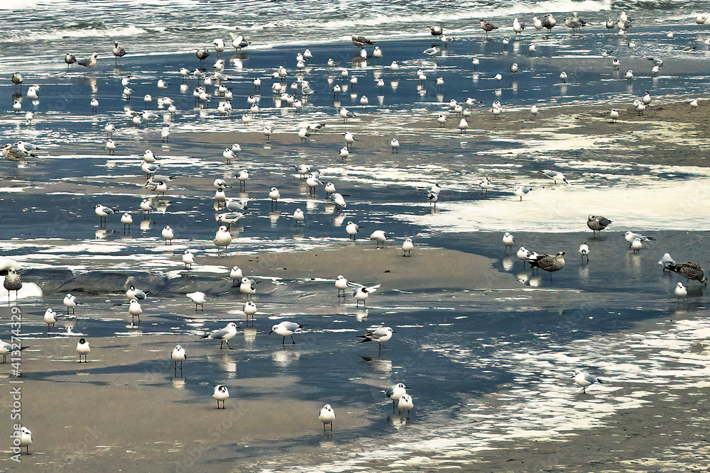 water birds