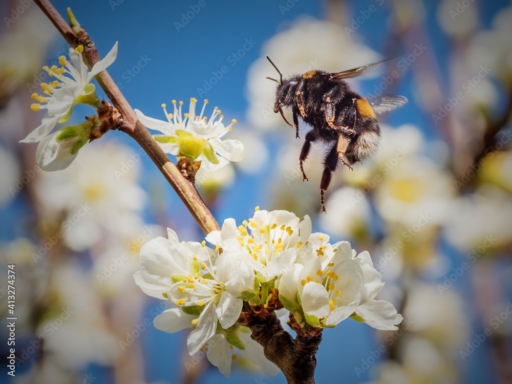 bumblebee