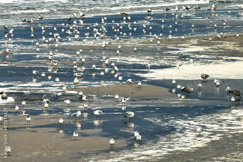Obraz na płótnie water birds w salonie