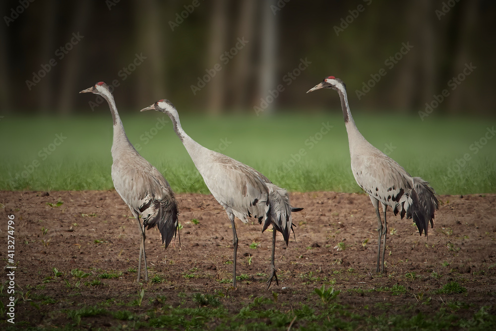 grey crowned crane