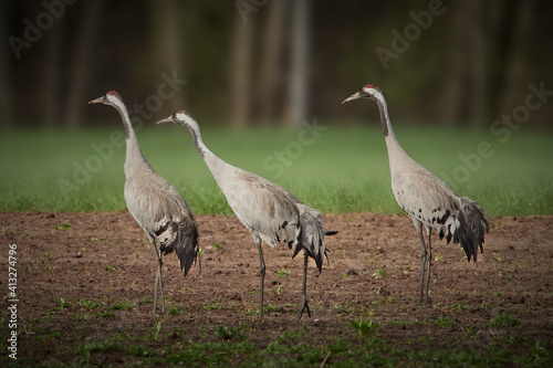 Obraz na płótnie grey crowned crane w salonie