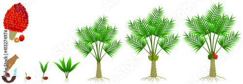 Cycle of growth of a oil palm tree on a white background.